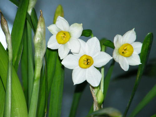 水仙的形状特点和种植方法有哪些?(图2) 水仙的形状特点和种植方法有哪些?